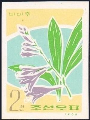 Colnect-2723-895-Hosta-Hosta-longipes.jpg