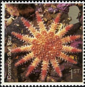Colnect-450-223-Common-Sunstar-Crossaster-papposus.jpg