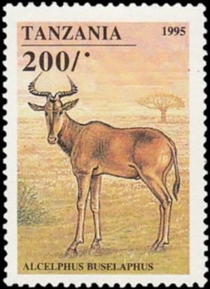 Colnect-5513-408-Hartebeest-Alcelaphus-buselaphus.jpg