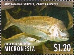 Colnect-5812-267-Australasian-snapper.jpg