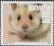 Colnect-2543-327-Golden-Hamster-Mesocricetus-auratus.jpg