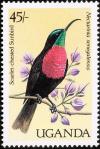 Colnect-1712-381-Scarlet-chested-Sunbird-Chalcomitra-senegalensis.jpg
