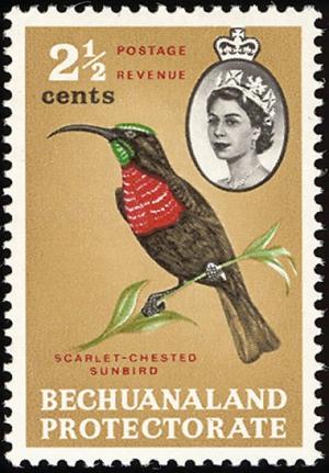 Colnect-2847-819-Scarlet-chested-Sunbird-Chalcomitra-senegalensis.jpg