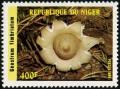 Colnect-1008-716-Mushrooms---Geastrum-fimbriatum.jpg