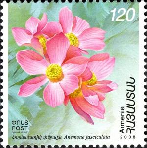 Colnect-2184-841-Flowers-Anemone-fasciculata.jpg