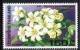 Colnect-884-736-Local-Flowers--Murraya-paniculata-jack.jpg