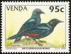Colnect-751-662-Red-winged-Starling-Onychognathus-morio.jpg