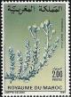 Colnect-2274-908-Otanthus-maritimus.jpg