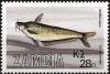 Colnect-6027-890-African-Butter-Catfish-Schilbe-mystus.jpg