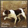 Colnect-657-642-Maltese-Pointer-Canis-lupus-familiaris.jpg