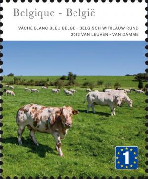Colnect-1373-063-Belgian-Blue-White-Cattle-Bos-primigenius-taurus.jpg