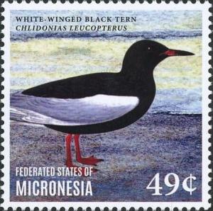 Colnect-5782-120-White-winged-Tern---Chlidonias-leucopterus.jpg