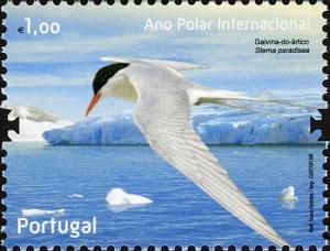 Colnect-586-316-Arctic-Tern-Sterna-paradisea.jpg