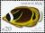 Colnect-2362-969-Raccoon-Butterflyfish-Chaetodon-lunula.jpg
