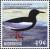 Colnect-5782-120-White-winged-Tern---Chlidonias-leucopterus.jpg