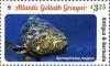 Colnect-3609-756-Atlantic-Goliath-Grouper-Epinephelus-itajara.jpg