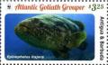Colnect-3609-753-Atlantic-Goliath-Grouper-Epinephelus-itajara.jpg