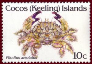 Colnect-1292-529-Areolated-Xanthid-Crab-Pilodius-areolatus.jpg