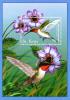 Colnect-3483-400-Ruby-throated-hummingbird.jpg