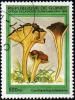 Colnect-2000-348-Cantharellus-lutescens.jpg