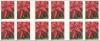 Colnect-4220-816-Poinsettia-Plant---Large-back.jpg