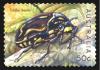 Colnect-1475-799-Fiddler-Beetle-Eupoecila-australasiae.jpg