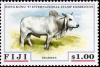 Colnect-3146-941-Brahman-Cattle-Bos-primigenius-indicus.jpg
