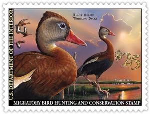 Colnect-6919-012-Black-Bellied-Whistling-Duck-Dendrocygna-autumnalis.jpg