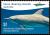 Colnect-3343-052-Indo-Pacific-Bottlenose-Dolphin-Tursiops-aduncus.jpg