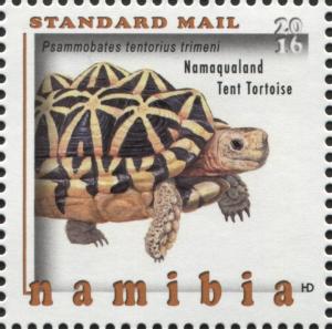 Colnect-4156-192-Namaqualand-Tent-Tortoise-Psammobates-tentorius-trimeni.jpg