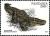 Colnect-4311-938-American-Alligator-Alligator-mississippiensis.jpg