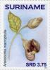 Colnect-4181-050-Aristolochia-macrophylla.jpg