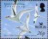 Colnect-1425-655-White-tailed-Tropicbird-Phaethon-lepturus.jpg