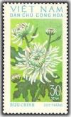 Colnect-1625-657-Cuc-Trang-Chrysanthemum.jpg
