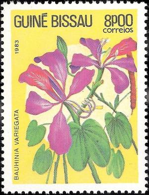 Colnect-1167-352-Orchid-Tree-Bauhinia-variegata.jpg