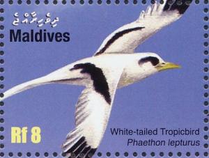 Colnect-1631-452-White-tailed-Tropicbird-Phaethon-lepturus.jpg