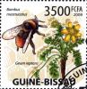 Colnect-3748-360-Bumblebee-Bombus-mastrucatus-Creeping-Avens-Geum-reptans.jpg