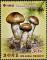 Colnect-5559-797-Matsutake-Mushrooms.jpg