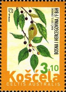 Colnect-3016-560-European-Nettle-tree-Celtis-australis.jpg