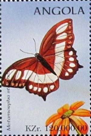 Colnect-2245-892-Malachite-Butterfly-Metamorpha-stelenes.jpg