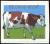 Colnect-5722-689-Domestic-Cattle-Bos-primigenius-taurus.jpg