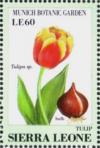 Colnect-4207-963-Tulip-Tulipa-sp.jpg