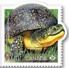 Colnect-5778-530-Blanding-s-Turtle-Emydoidea-blandingii.jpg