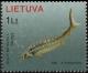 Colnect-3762-799-Baltic-Sturgeon-Acipenser-sturio.jpg