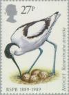 Colnect-122-600-Pied-Avocet-Recurvirostra-avosetta.jpg