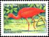 Colnect-4050-187-Scarlet-Ibis-Eudocimus-ruber.jpg