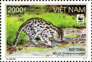 Colnect-4919-309-Fishing-Cat-Prionailurus-viverrinus.jpg