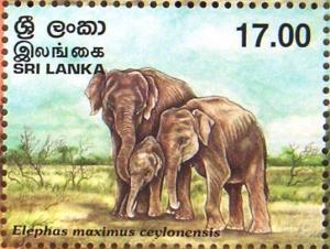 Colnect-528-281-Ceylon-Elephant-Elephas-maximus-ceylonensis.jpg