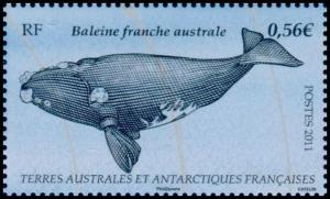 Colnect-889-536-Southern-Right-Whale-Eubalaena-australis.jpg