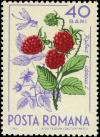 Colnect-5043-458-Raspberry-Rubus-idaeus--amp--mosquito.jpg